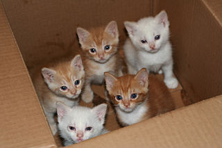 Figure 1. Now that is a box full of kittens. Creative Commons License, source: https://www.flickr.com/photos/83014408@N00/160490011