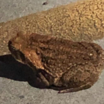 Rhinella marina (formerly Bufo marinus), Chaminade University campus.