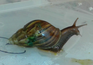 Giant African Snail (Lissachatina fulica, formerly Achatina fulica). Image by M. Dohm