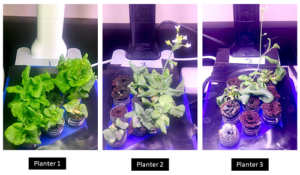 Figure 3. Three Miracle-Grow AeroGarden planters, each with nine seedlings of an Arabidopsis thaliana strain.