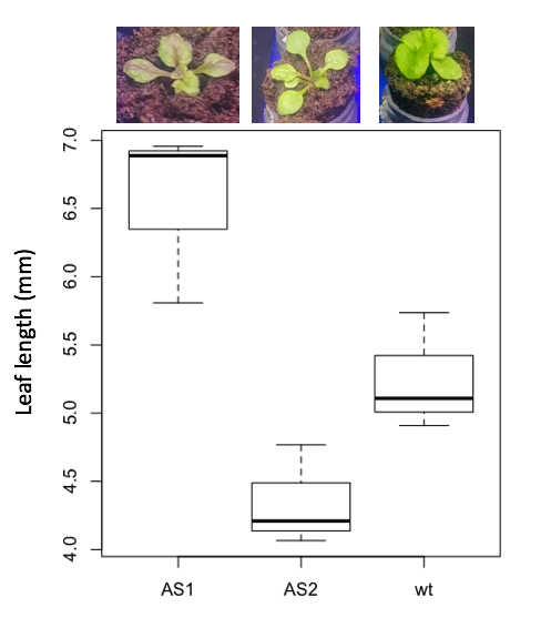 Box plot of length of leaves from three strains of Arabidopsis thaliana