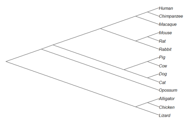 diagonal cladogram