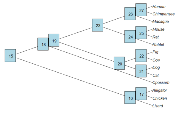 cladogram with nodes