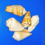 Five Conus shells, example of discrete data type