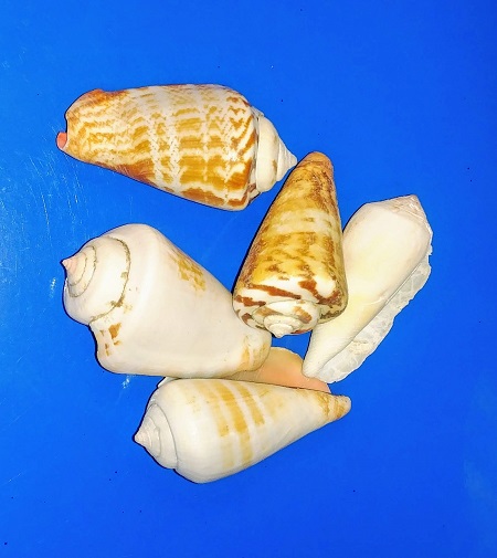 Five Conus shells, example of discrete data type