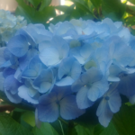 Hydrangea flowers