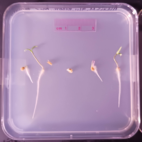 Five tomato seeds planted on agar Petri dish