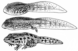 https://commons.wikimedia.org/wiki/File:Tadpole_(PSF).png, Pearson Scott Foresman</a>, Public domain, via Wikimedia Commons