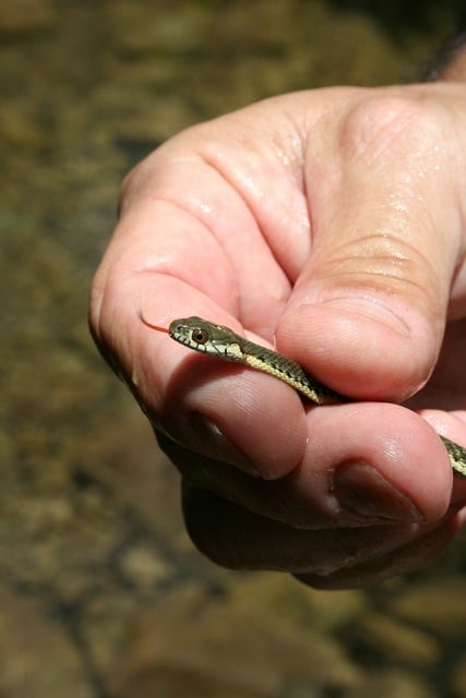 Juvenile garter snake. Image from GetArchive, public domain.