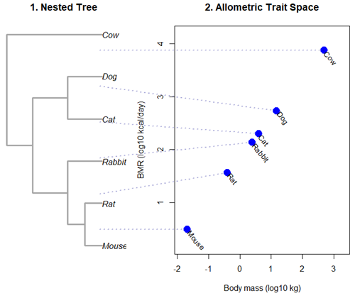 Kleiber's Law and the confounding effect of shared ancestry.